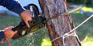 Best Storm Damage Tree Cleanup  in Central Heights Midland City, AZ